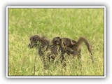 Monk_08 - baboon and baby