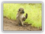 Monk_11 - scratch my leg will you...