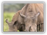 Rhi_02 - Rhino