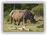 Rhi_03 - Rhino