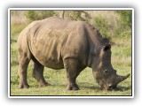 Rhi_06 - Rhino