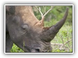 Rhi_10 - Rhino
