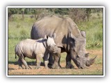Rhi_15 - Rhino