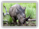 Rhi_16 - Rhino