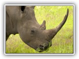 Rhi_18 - Rhino