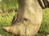 Welgevonden__093 - Rhino with a juvenile Redbilled Oxpecker