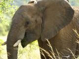 Welgevonden__131 - Elephant