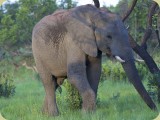 Welgevonden__363 - a young ellie bull feeding late afternoon